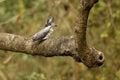 Crested Kingfisher on branch, Megaceryle lugubris, Sattal, Uttarakhand