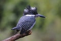 Crested Kingfisher Megaceryle lugubris Beautiful Birds of Thailand