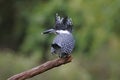 Crested Kingfisher Megaceryle lugubris Birds of Thailand