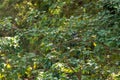 Crested kingfisher or Megaceryle lugubris at dhikala zone of jim corbett national park or forest reserve uttarakhand india