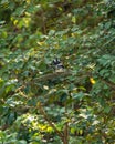 Crested kingfisher or Megaceryle lugubris at dhikala zone of jim corbett national park or forest reserve uttarakhand india