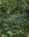 Crested kingfisher or Megaceryle lugubris large size bird perched on tree in natural green background at dhikala zone of jim