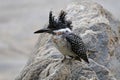 Crested Kingfisher Megaceryle lugubris Male Birds of Thailand