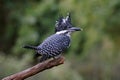 Crested Kingfisher Megaceryle lugubris Male Birds of Thailand