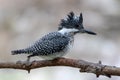 Crested Kingfisher photographed in Sattal, India