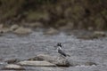 Crested Kingfisher on rock, Megaceryle lugubris, Uttarakhand,