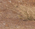 Crested Lark