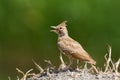 Crested Lark