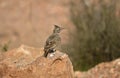 Crested lark