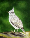 Crested Lark a Acrylic painting on Canvas