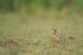 Crested lark bird in grassland in morning