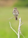 Crested lark ( Galerida cristata) Royalty Free Stock Photo