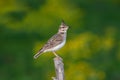 Crested lark ( Galerida cristata ) Royalty Free Stock Photo