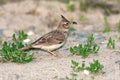 Crested lark ( Galerida cristata )