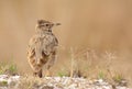 Crested lark (galerida cristata) Royalty Free Stock Photo