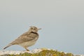 Crested Lark Galerida cristata