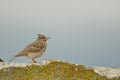 Crested Lark Galerida cristata