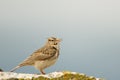 Crested Lark Galerida cristata