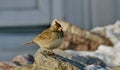 Crested Lark Galerida cristata