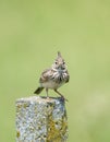 Crested lark Galerida cristata on concrete pillar in the summer. The bird is isolated on a light green background Royalty Free Stock Photo