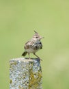 Crested lark Galerida cristata on concrete pillar in the summer. The bird is isolated on a light green background Royalty Free Stock Photo