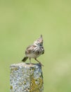 Crested lark Galerida cristata on concrete pillar in the summer. The bird is isolated on a light green background Royalty Free Stock Photo