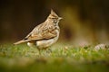 Crested Lark, Galerida cristata, in the grass on the meadow. Bird in the nature habitat, Czech Republic Royalty Free Stock Photo