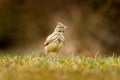 Crested Lark, Galerida cristata, in the grass on the meadow. Bird in the nature habitat, Czech Republic. Samll grey brown bird Royalty Free Stock Photo