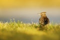 Crested Lark, Galerida cristata, in the grass on the meadow. Bird in the nature habitat, Czech Republic. Samll grey brown bird wit Royalty Free Stock Photo