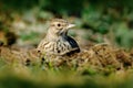 Crested Lark, Galerida cristata, in the grass on the meadow. Bird in the nature habitat, Czech Republic. Samll grey brown bird wit Royalty Free Stock Photo