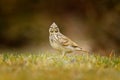 Crested Lark, Galerida cristata, in the grass on the meadow. Bird in the nature habitat, Czech Republic. Samll grey brown bird wit Royalty Free Stock Photo