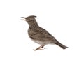 Crested lark isolated on white background Royalty Free Stock Photo