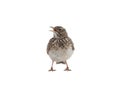 Crested lark isolated on white background Royalty Free Stock Photo