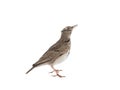 Crested lark isolated on white background Royalty Free Stock Photo