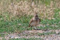 Crested Lark or Galerida Cristata outdoor in nature