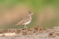 Crested Lark or Galerida Cristata outdoor in nature