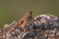 Crested Lark or Galerida Cristata outdoor in nature