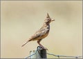 Crested Lark - Galerida cristata perched on a post. Royalty Free Stock Photo