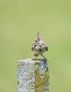 Crested lark Galerida cristata singing on concrete pillar in the summer. The bird is isolated on a light green background Royalty Free Stock Photo