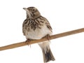 Crested lark sitting on a branch isolated on white background Royalty Free Stock Photo