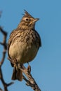 Crested lark