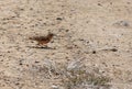 The crested lark Galerida cristata Royalty Free Stock Photo