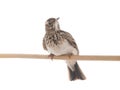 Crested Lark isolated on white background Royalty Free Stock Photo