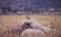 Crested lark at Nature Reserve at Kalloni Lesvos Greece Royalty Free Stock Photo