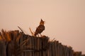 Crested lark singing on fence