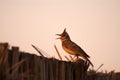 Crested lark singing