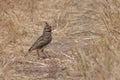 A Crested Lark singing whilst perched on the ground. Lesvos, Greece.