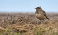 Crested Lark stands in the grass with yellow aged hay