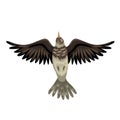 Crested larks - bird in flight, wings open, bottom view. Vector isolared animal.