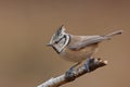 Crested (Lophophanes cristatus)